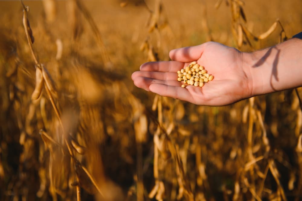 Productores ponen cautela ante las proyecciones récord de soja